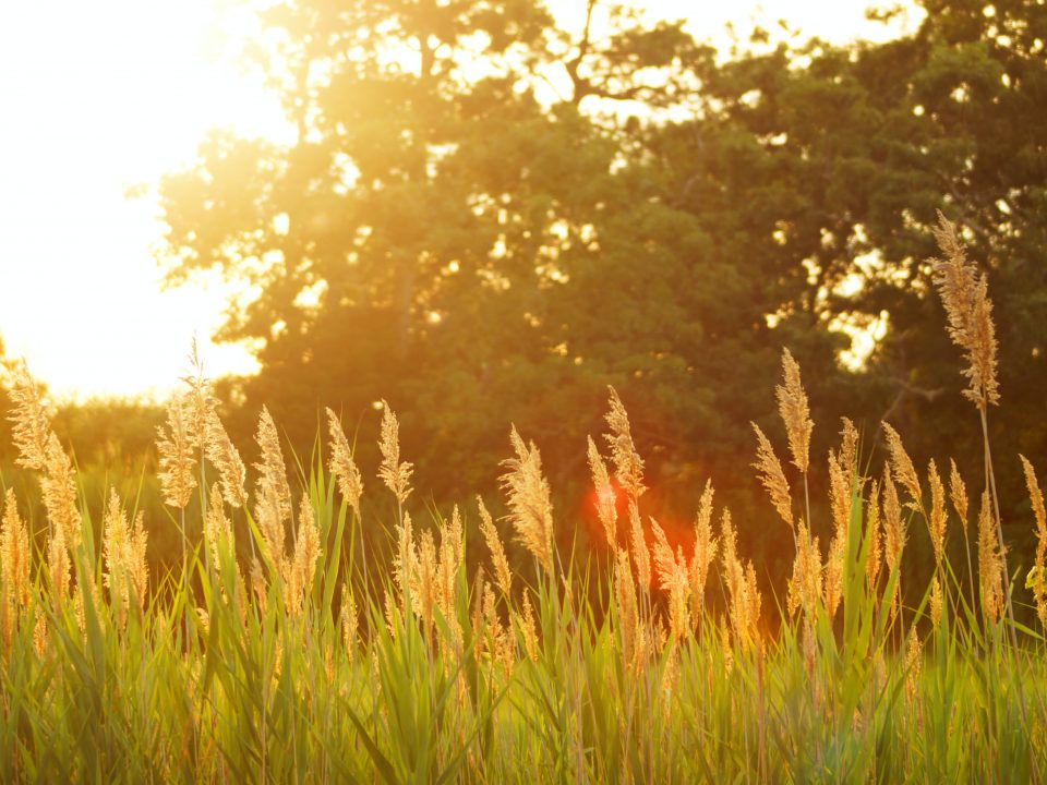 scenery of a grassfield during sunset