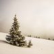pine tree surrounded by snowfield