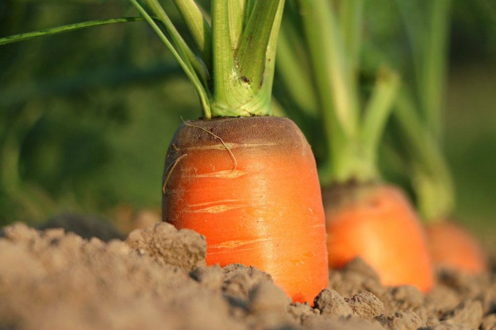 Carrots growing