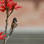 a small bird perched on a branch with red flowers