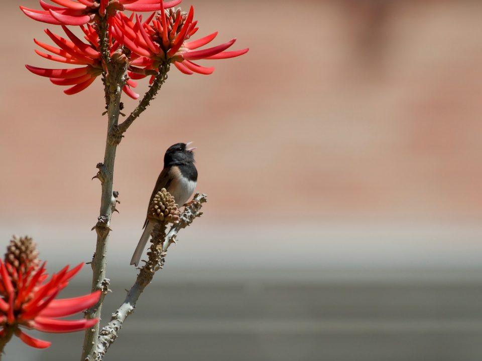 a small bird perched on a branch with red flowers